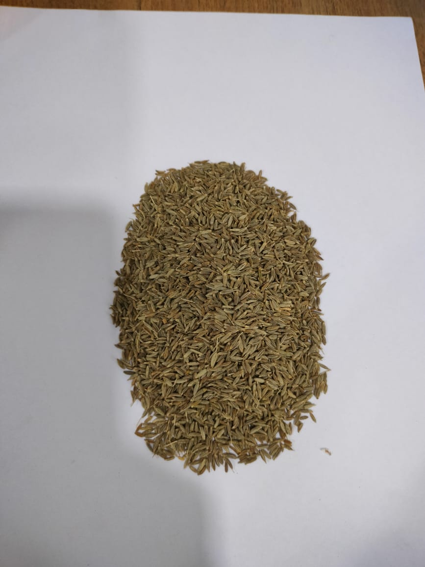 Premium Cumin Seeds from Mahuva Gujarat India
