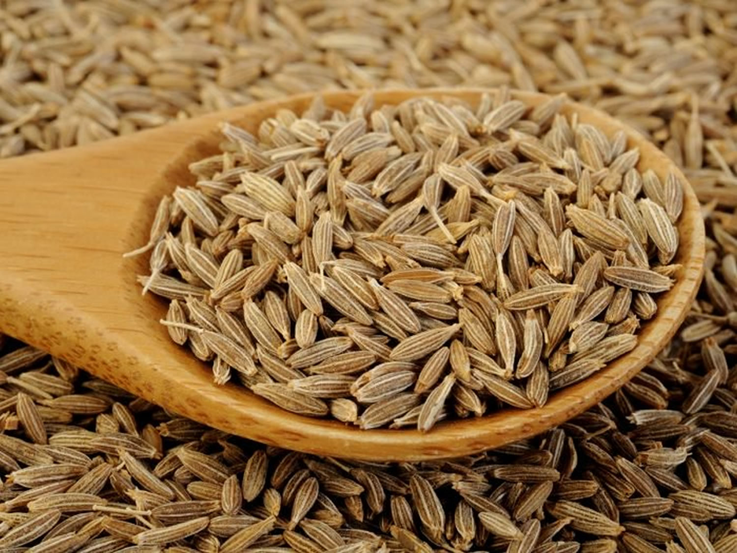 Indian Cumin Seeds Exporter Mahuva Gujarat