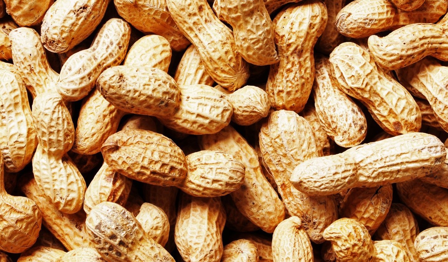 Groundnuts Supplier & Exporter India Mahuva Gujarat
