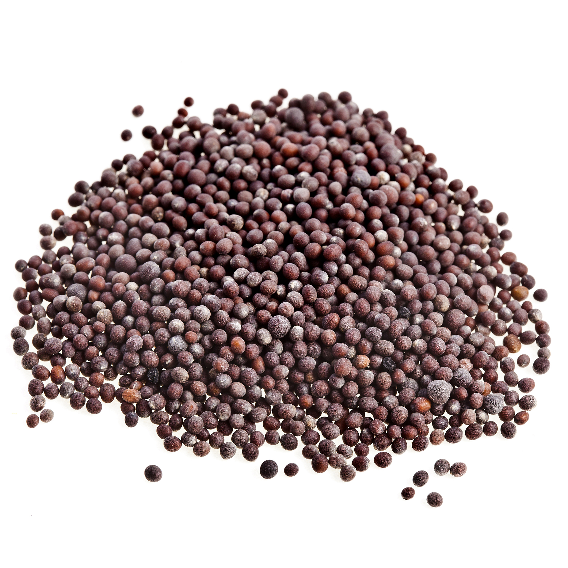 Mustard Seeds Supplier India Mahuva Gujarat
